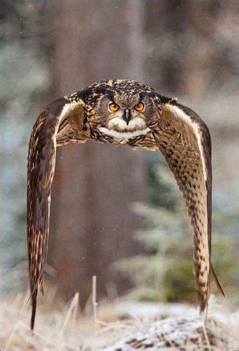 Predators and Preys | Owl, Animals beautiful, Beautiful birds