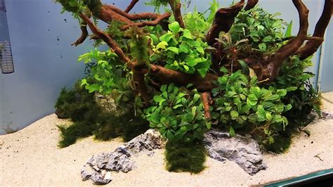 How to: Aquascaping a UNS 60U Bucephalandra Nature Style - 'The ...