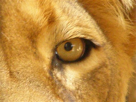 Soubor:Lion (Panthera leo) eye close-up.jpg – Wikipedie