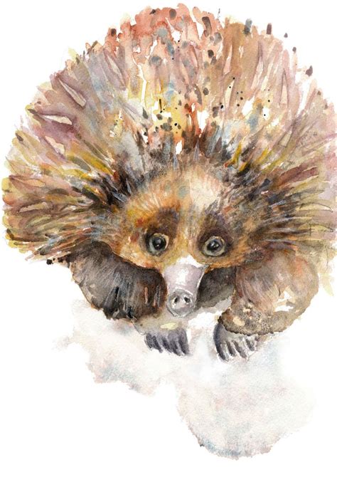 Echidna Art Print Limited Edition Print Australian Wildlife - Etsy ...