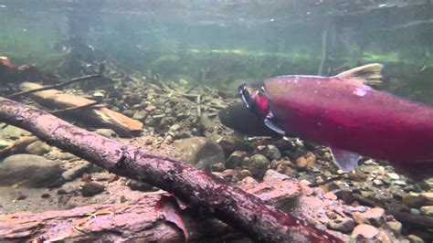 Coho Spawning on the Salmon River - YouTube