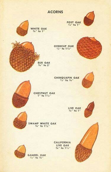 A cool guide to acorns | Acorn, Acorn crafts, Tree identification