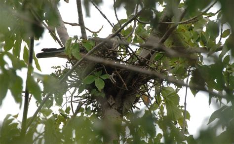 Ohio Birds and Biodiversity: Mississippi Kite nest!