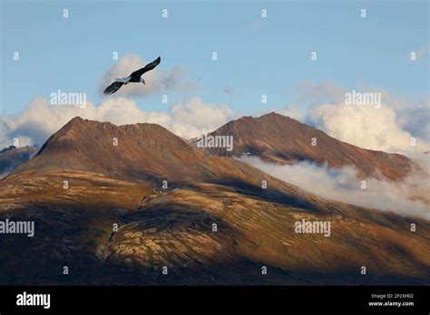 Eagle soaring mountains hi-res stock photography and images - Alamy