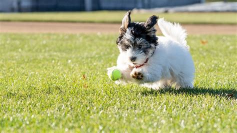 Havanese Crate Training: Steps for a Happy and Secure Pup - YouTube