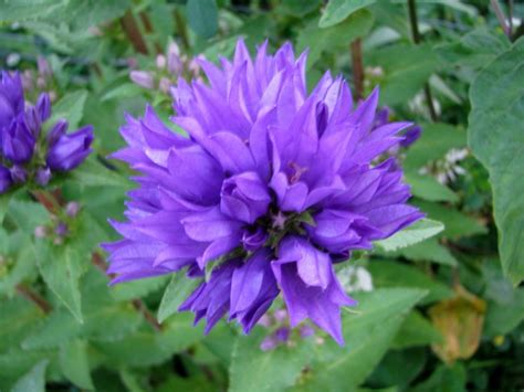 Clustered Bellflower Seeds (Certified Organic) | Garden Hoard – Certified Organic Heirloom Seeds ...