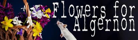 Flowers For Algernon Quotes About Mouse | Best Flower Site