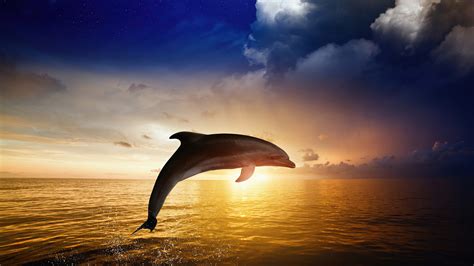 1920x1080 Dolphin Jumping Laptop Full HD 1080P ,HD 4k Wallpapers,Images ...