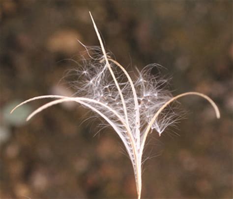 Northern willowherb - Integrated Pest Management