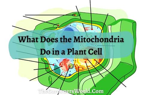 The Energy Factory Of The Plant Cell: What Does The Mitochondria Do ...