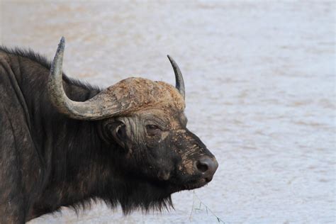 Samburu Animals – Samburu National Reserve