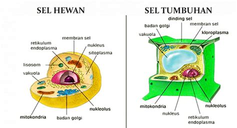 Fungsi Struktur Sel Hewan Dan Tumbuhan Kelas - IMAGESEE