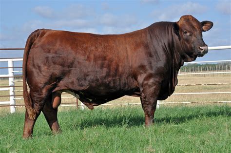 How Beefmaster Cattle Can Improve Your Herd - Texas Landowners Association