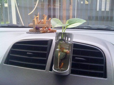 Car plant | Tiny plants, Outdoor gardens, Indoor plants