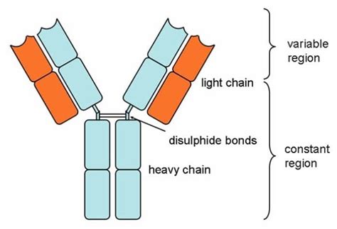 Types of Antibodies in Blood | Properties, Structures & Functions ...