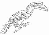 Hornbill Coloring Grey Designlooter Bird Rhinoceros Illustartion  sketch template