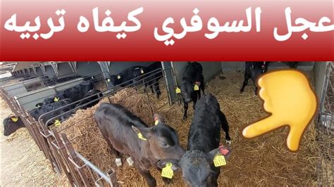 شاهد عجل حليب souvri و هذي طريقه تاع تربيتو calves breeding cruise ...