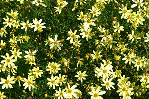 Moonbeam Coreopsis is a perennial that produces small yellow flowers.