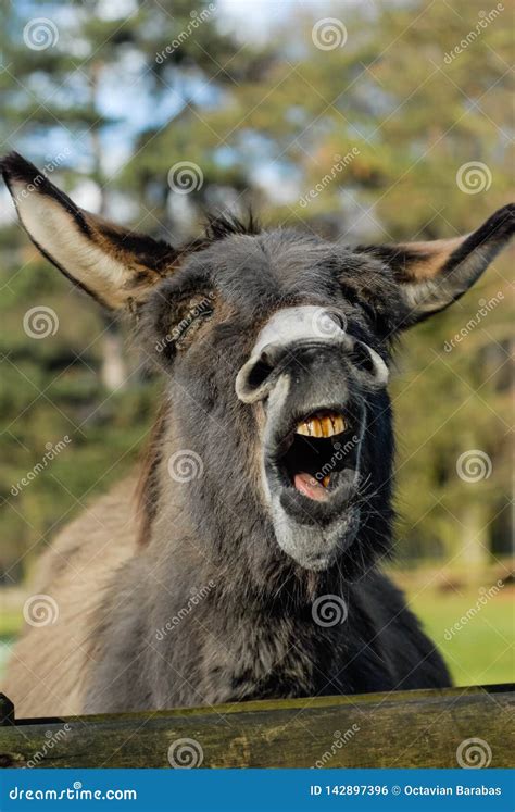 Portrait of a Laughing Donkey with Closed Eyes Stock Photo - Image of ...