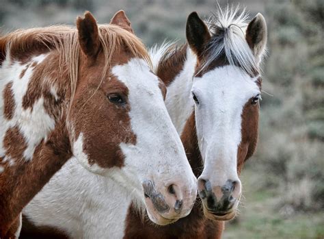 Butch and Sundance Photograph by Athena Mckinzie - Fine Art America