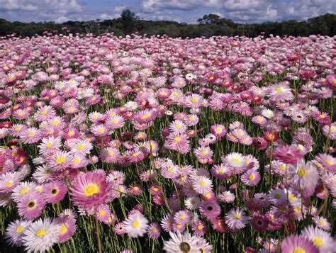 Small group Tours of Western Australia Wildflowers - Odyssey Traveller