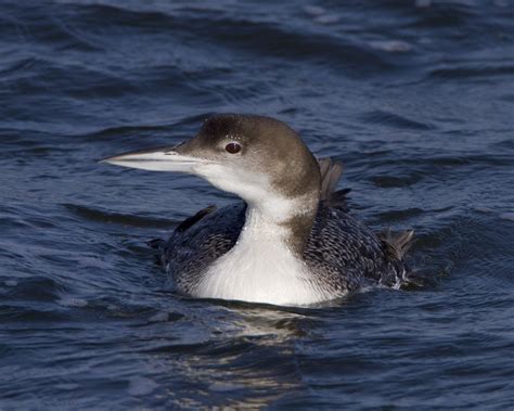 Common Loon | Common Loon (non-breeding plumage) Barnegat In… | Flickr