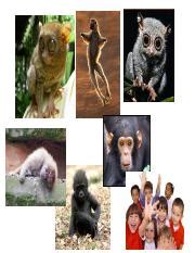 Evolution of Primates: From Prosimians to Hominoidea | Course Hero