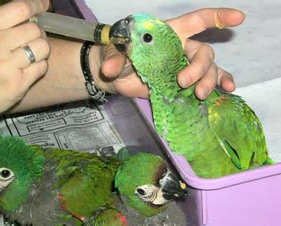 Amazon Parrot Care | Animal-World