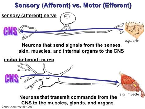 Sensory and Motor Nerves | Sensory nerves, Neurons, Neurotransmitters