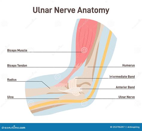 Ulnar Nerve Anatomy. Human Elbow Anatomy with Bones, Muscles Stock Vector - Illustration of ...