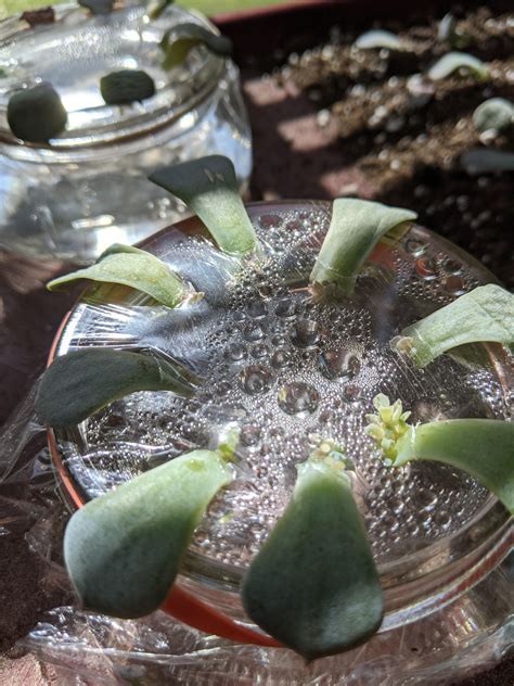 i decided to try leaf propagation just for the heck of it last month when i was doing some ...