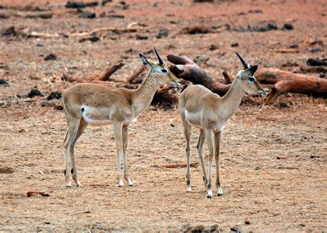 Oribi Antelopes, Tsavo East, Kenya | Oribi Antelopes, Tsavo … | Flickr