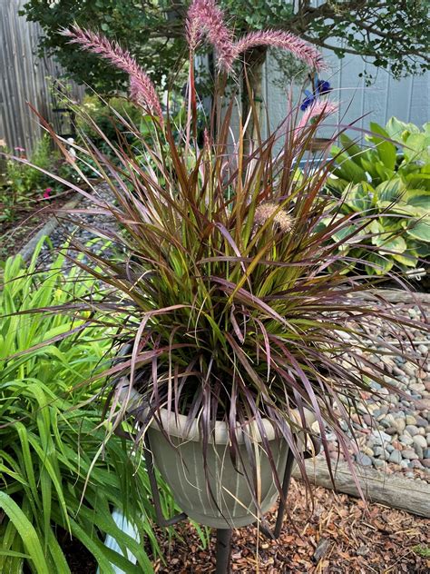 Over The Garden Gate: Purple Fountain Grass