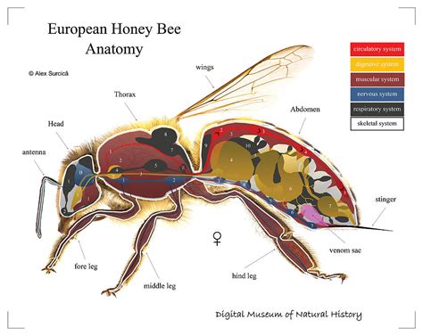 European Honey Bee Anatomy Digital Art by Alex Surcica