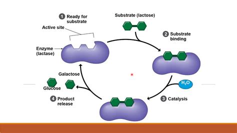 Enzymes - YouTube