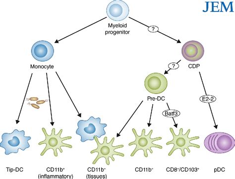 Figure 1 from Classical dendritic cells as a unique immune cell lineage ...