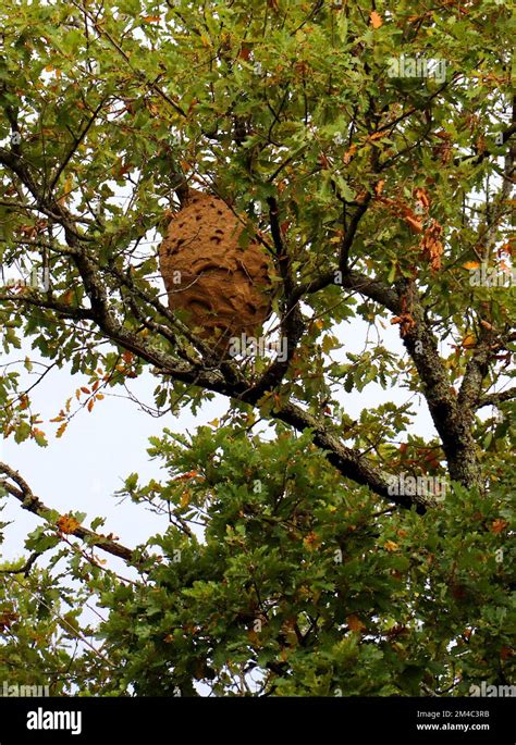 Nest of Asian Hornet Stock Photo - Alamy