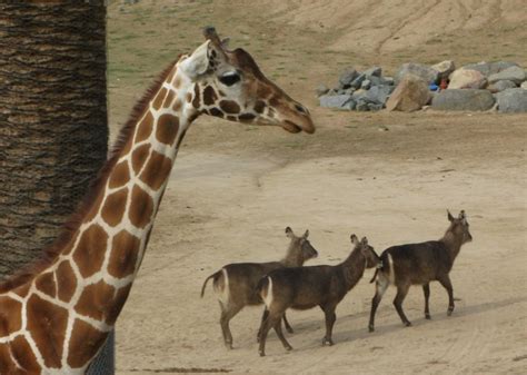 December 11, 2008 - San Diego Wild Animal Park, Part 1