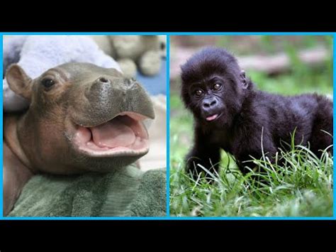 Top10 animales salvajes que lucen adorables de bebes - YouTube