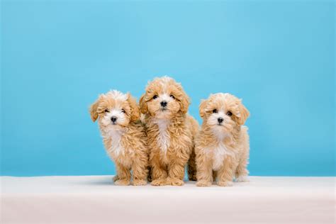 How Big Do Maltipoos Get? A Complete Guide to Maltipoo Size, Weight ...