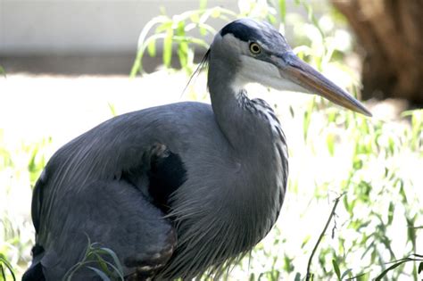 Photos: Animals at the Arizona Sonora Desert Museum | Entertainment | tucson.com