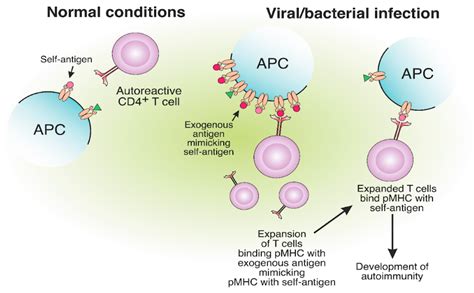 Cells | Free Full-Text | MHC Class II Presentation in Autoimmunity