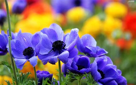 Blue, Anemones - Flowers wallpapers: 2560x1600