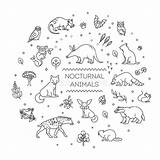 Nocturnal Animals Coloring Sheet sketch template