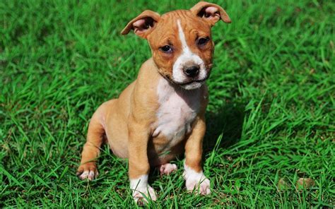 What Kind Of Dog Is An American Staffordshire Terrier