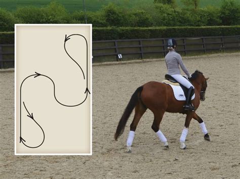 Thirty-minute flatwork exercises | Horse exercises, Horses, Horse rider