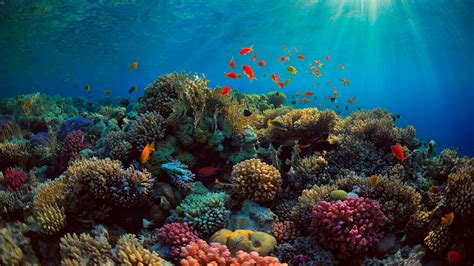 Great Barrier Reef Wallpapers on WallpaperDog