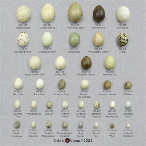 Mockingbird Eggs Color