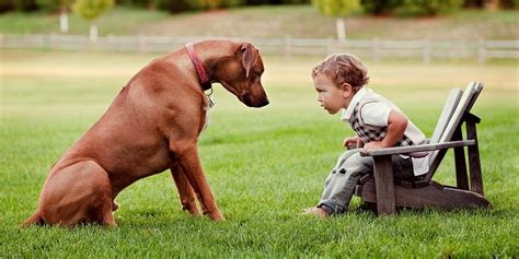 How Do Rhodesian Ridgeback Hunt