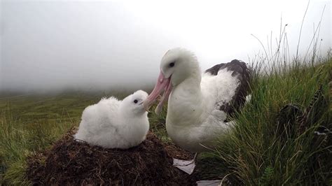 Giant killer mice killing endangered Tristan albatross chicks in South Atlantic island | Science ...